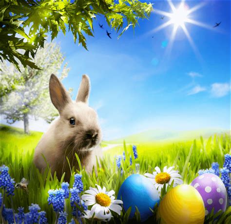 easter bunny photo backdrop|easter bunny background images.